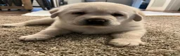 Labrador Retriever dogs for sale: White and Cream Labrador Retriever puppies. in Newport - Advert 3