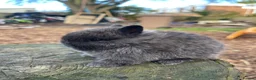 Netherland Dwarf rabbits for sale: Purebred Netherland dwarf - Advert 14