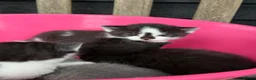 Mixed Breed cats for sale: 5 Gorgeous, Super-Friendly Kittens - Advert 13