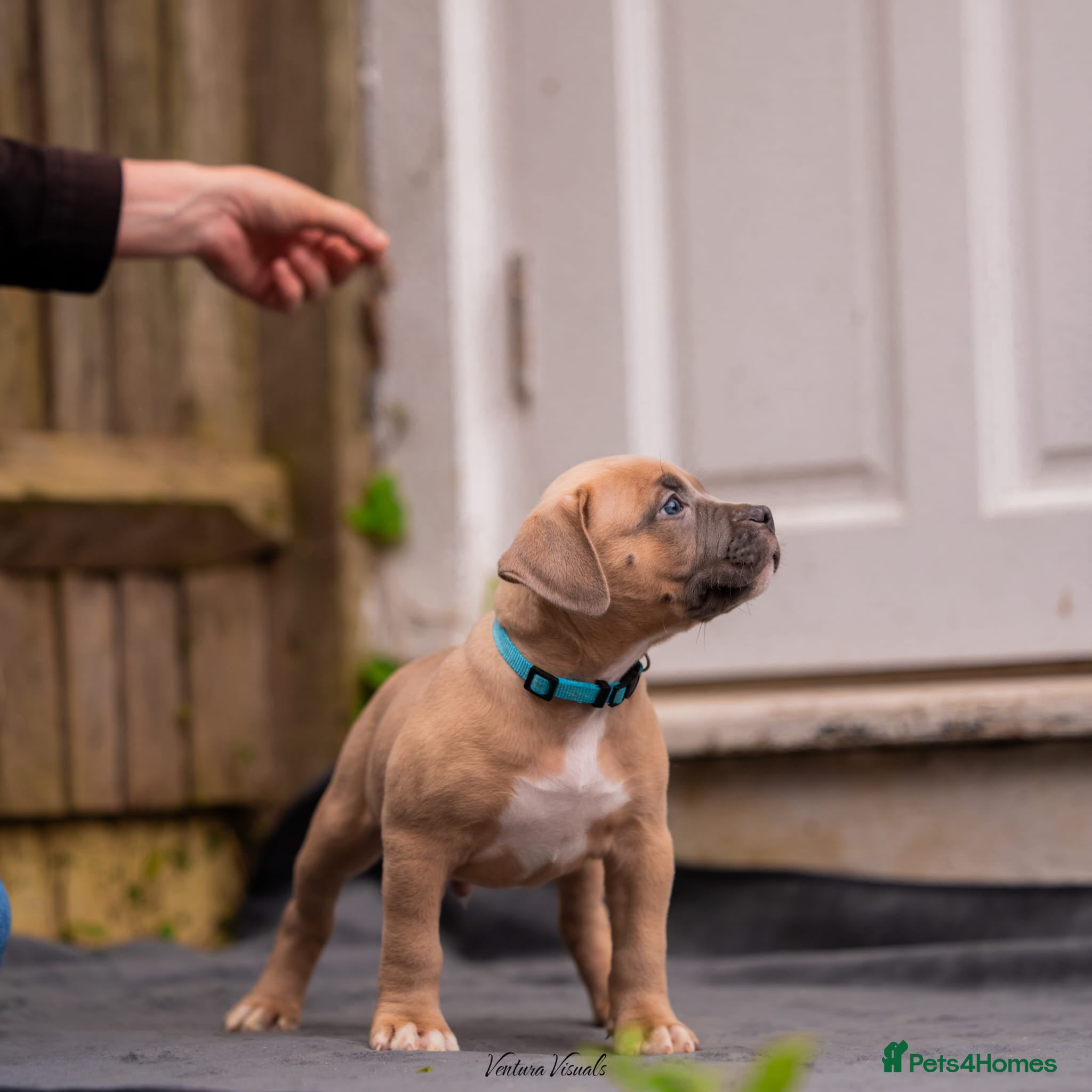 American Bully dogs for sale: American Bully Puppies - Advert 16