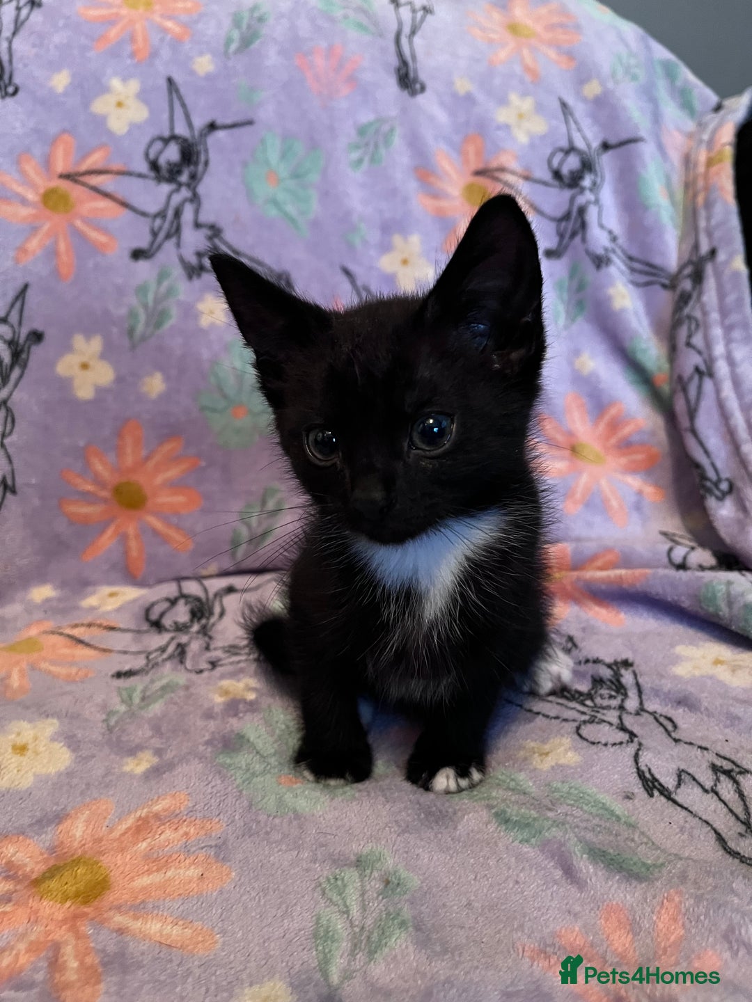 Mixed Breed cats for sale: 6 Kittens Ready to Leave! - Advert 6