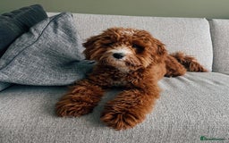 Australian Labradoodle dogs for sale: Aussie Doodle Lottie, 7 Months Old - Image 1