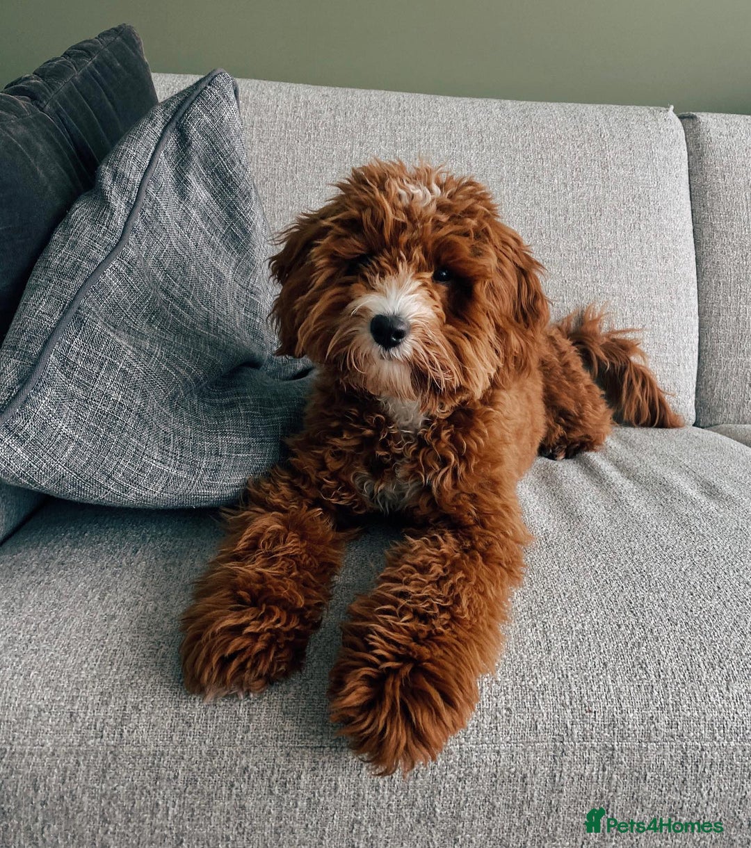 Australian Labradoodle dogs for sale: Aussie Doodle Lottie, 7 Months Old - Image 1