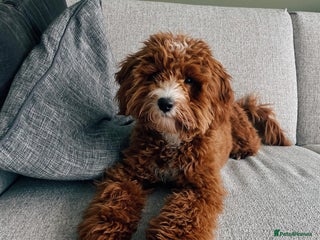 Australian Labradoodle dogs for sale - Advert 1