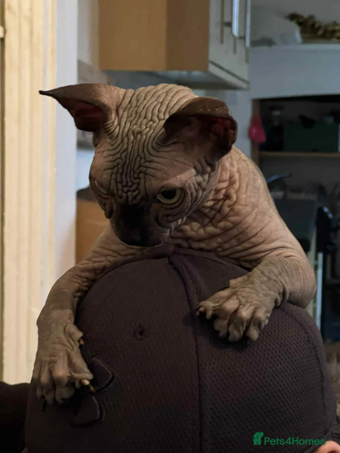 Sphynx cats for sale: Kitten for sale - Advert 2