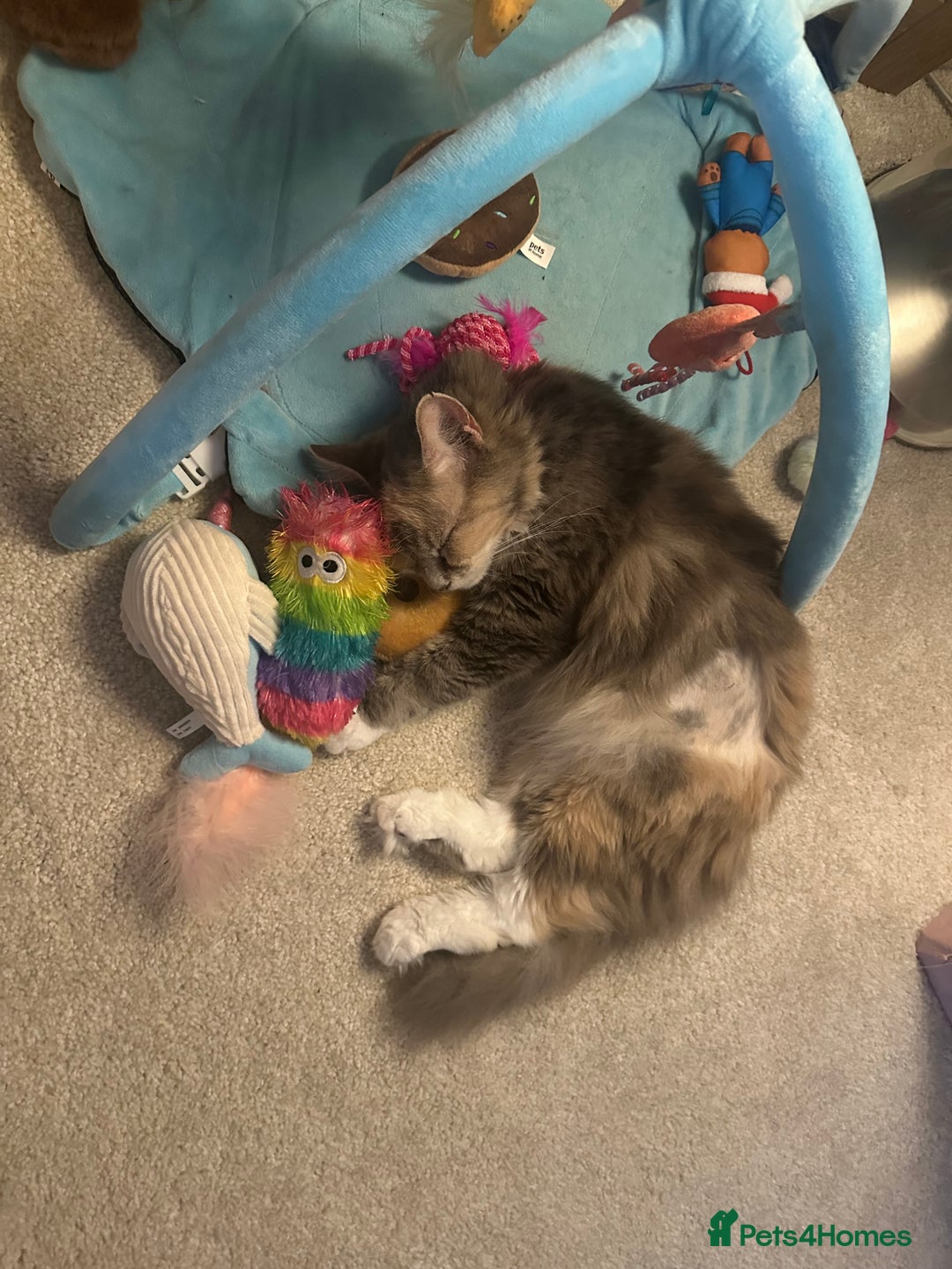 Mixed Breed cats for sale: Must go together  - Advert 3