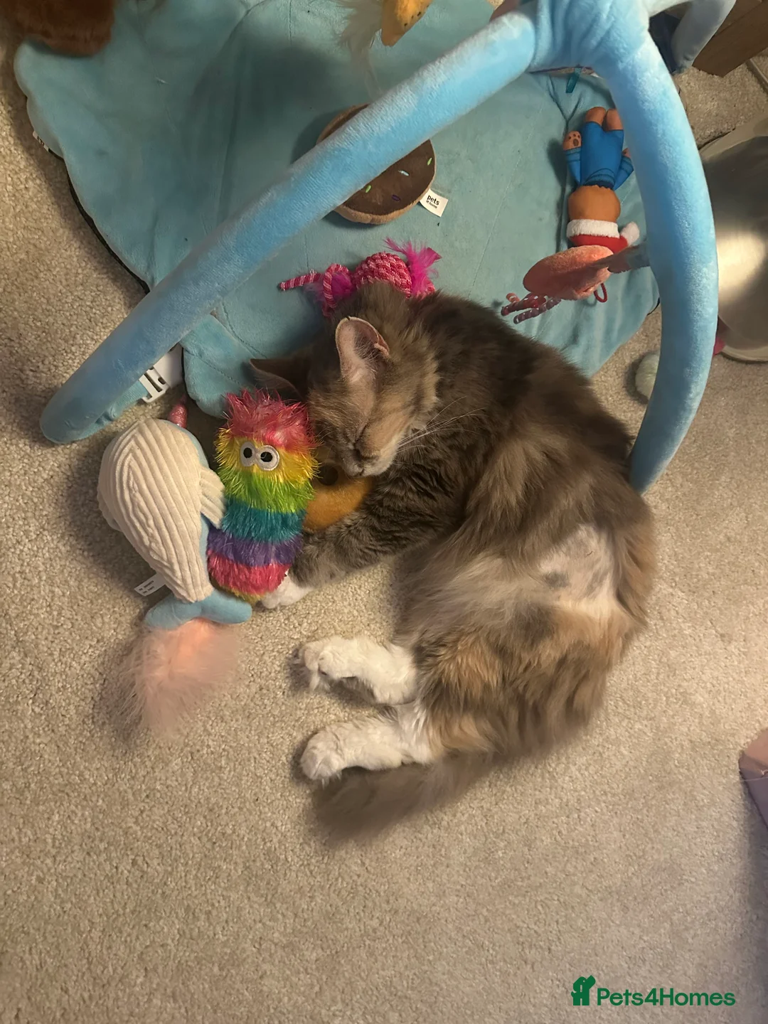 Mixed Breed cats for sale: Must go together  - Advert 3