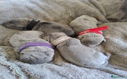 Staffordshire Bull Terrier dogs for sale: Blue Staffie Pups - Image 7