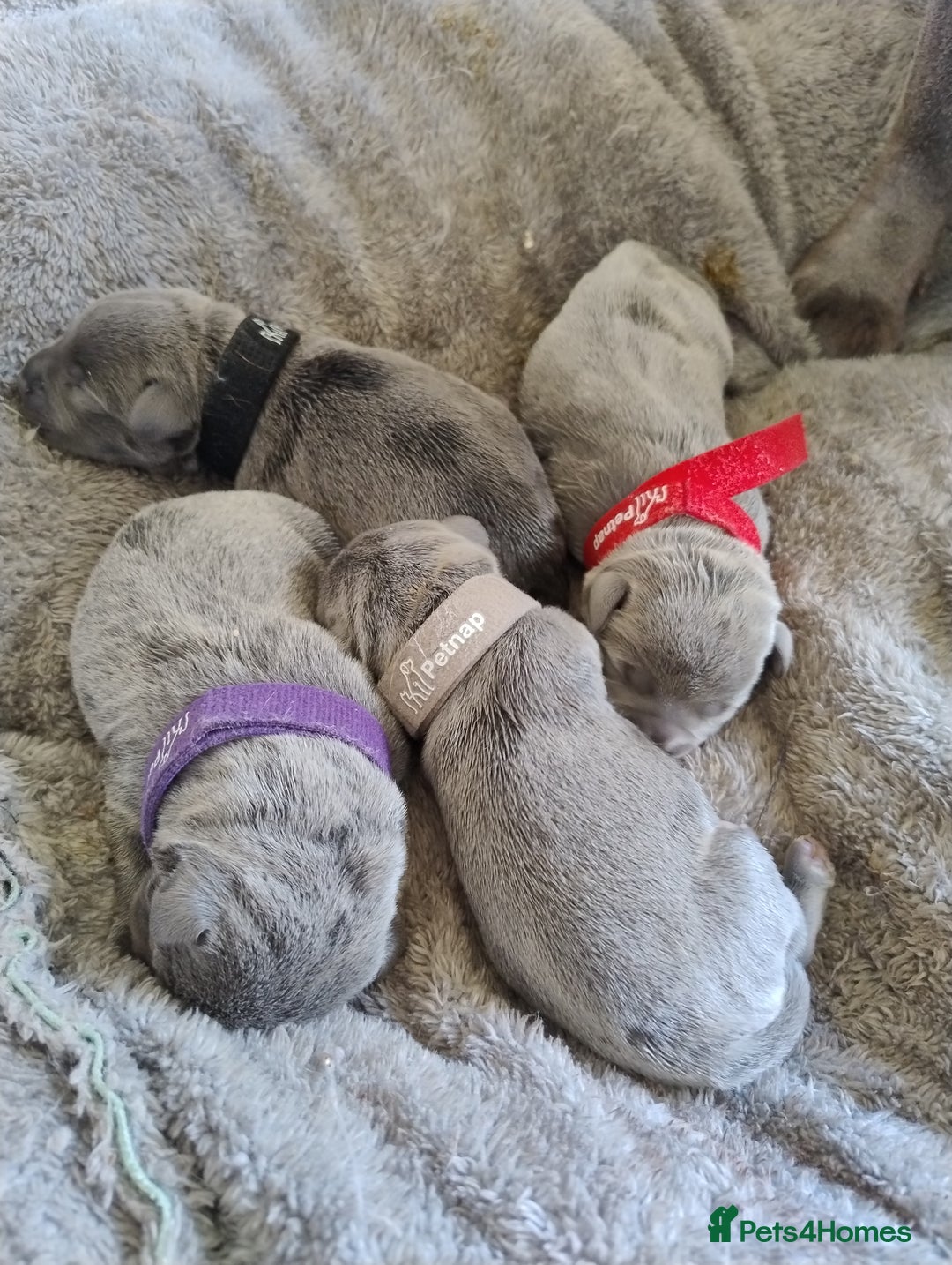 Staffordshire Bull Terrier dogs for sale: Blue Staffie Pups - Image 7