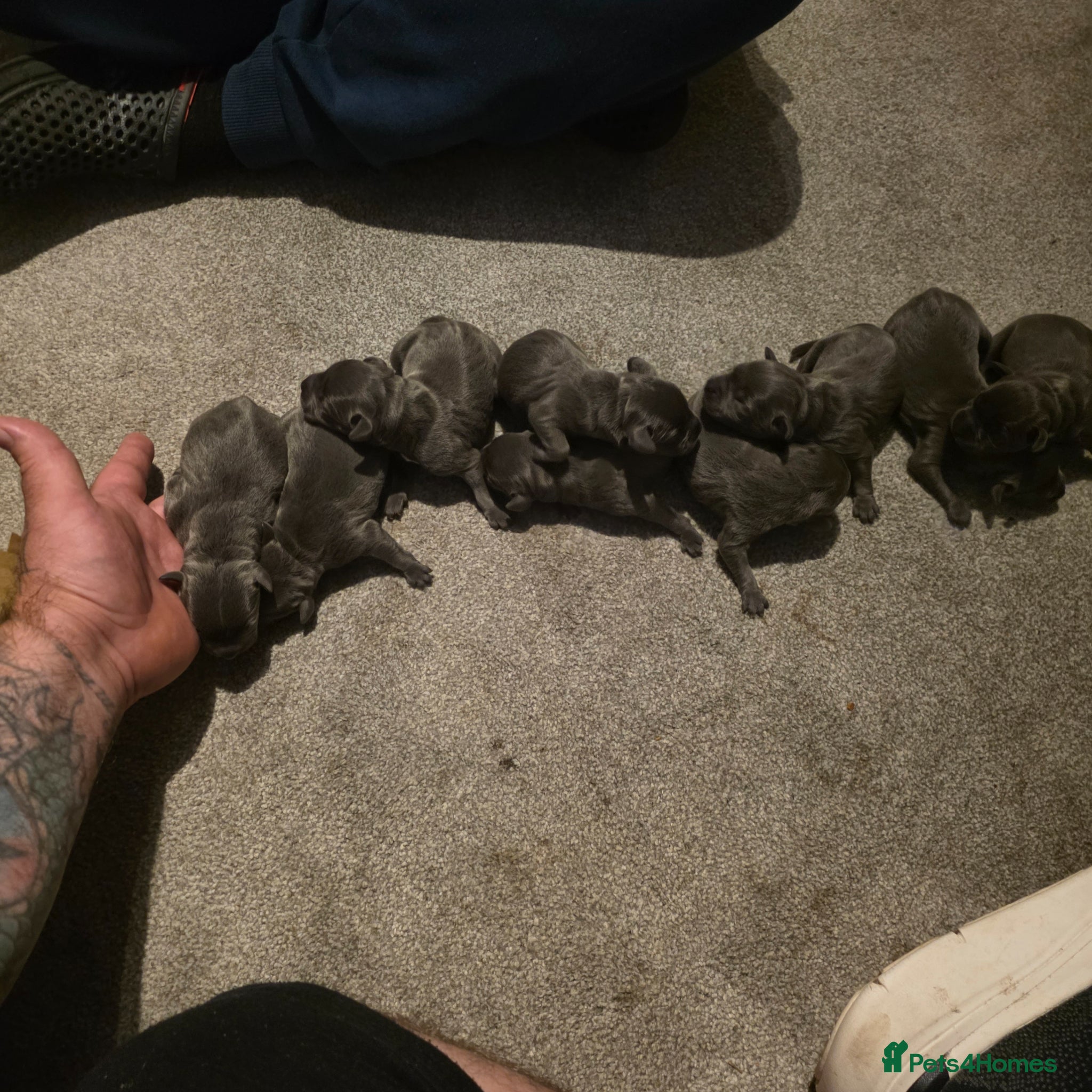 Staffordshire Bull Terrier dogs for sale: STUNNING CHAMPION BLUE STAFFORDSHIRE BULL TERRIER  - Advert 5