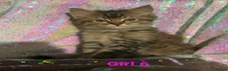 Persian cats for sale: Persian mix kittens  - Advert 5