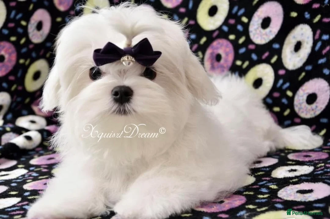 Maltese dogs for stud: OCTAVIUS Korean Maltese KC Registered Proven Stud in Halesowen - Advert 26
