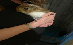 Netherland Dwarf rabbits for sale: Netherland Dwarf/Minlop Bunnies  - Image 2
