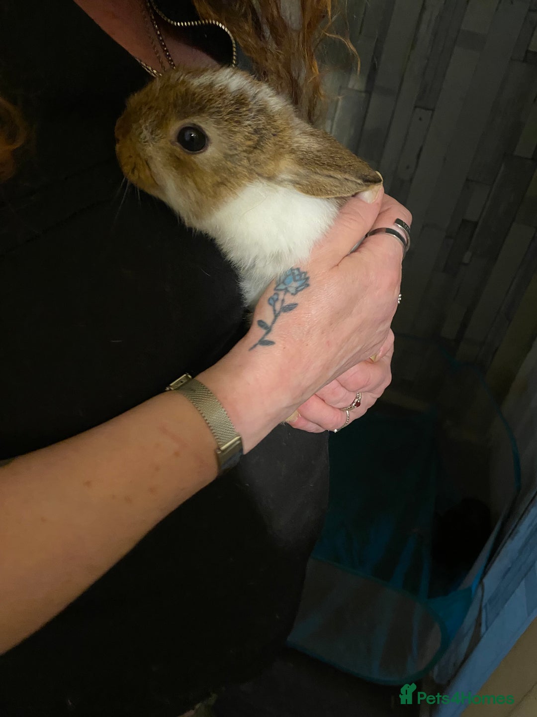 Netherland Dwarf rabbits for sale: Netherland Dwarf/Minlop Bunnies  - Image 2