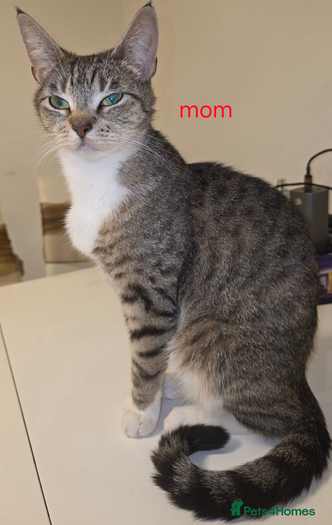 Mixed Breed cats for sale: Kittens - Advert 1