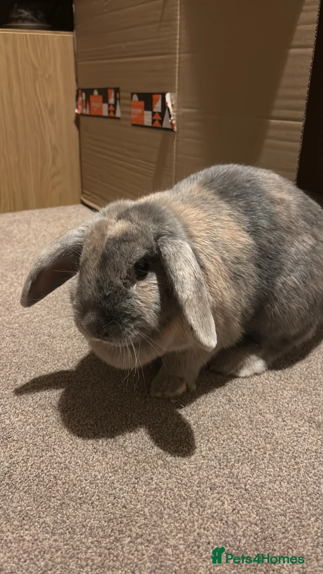 French Lop rabbits for sale: Female Rabbit  - Advert 2