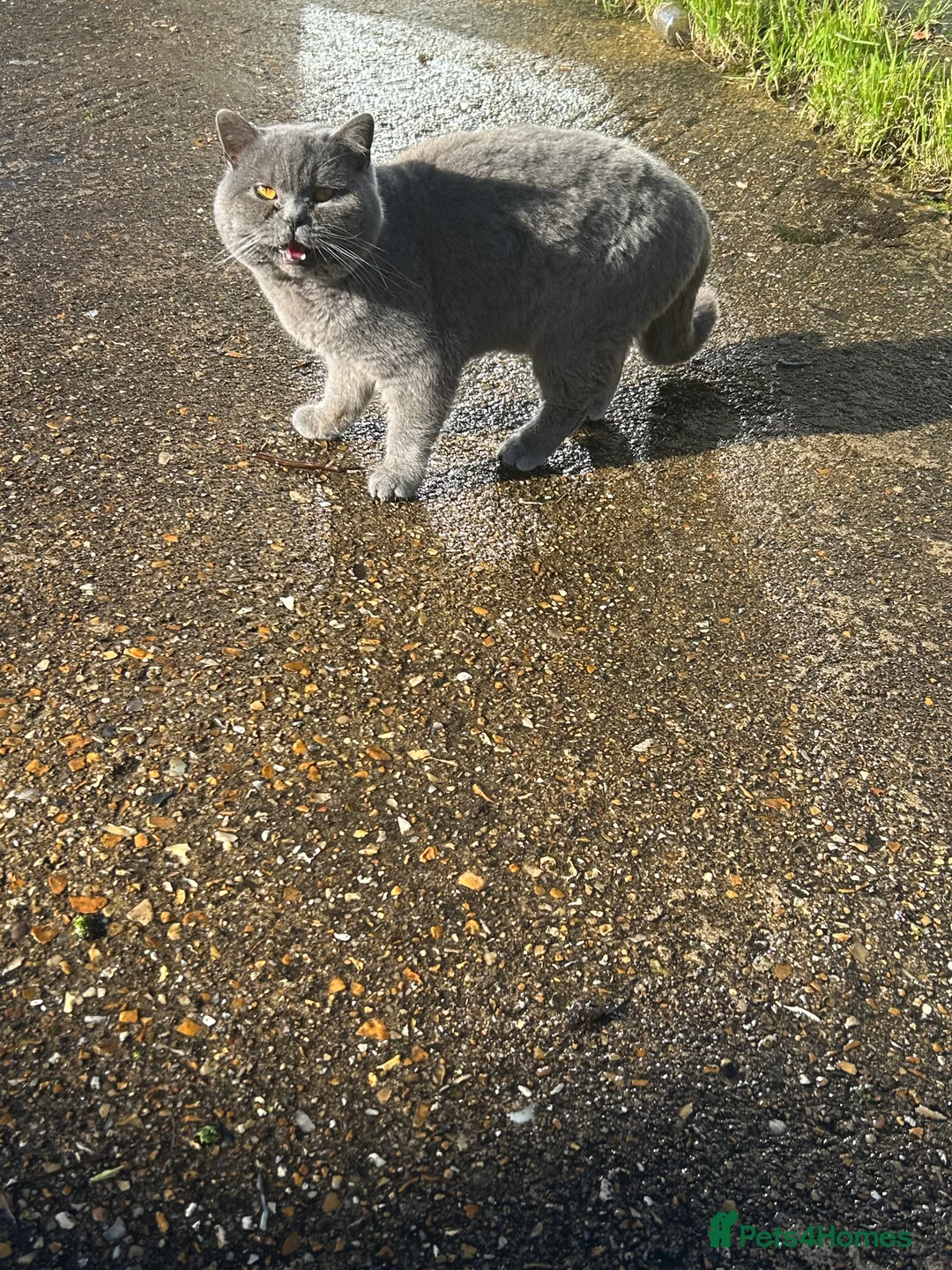 British Shorthair cats for sale: British shorthair - Advert 1