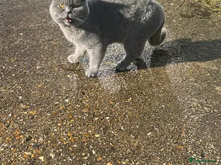 British Shorthair cats British shorthair - Advert 1