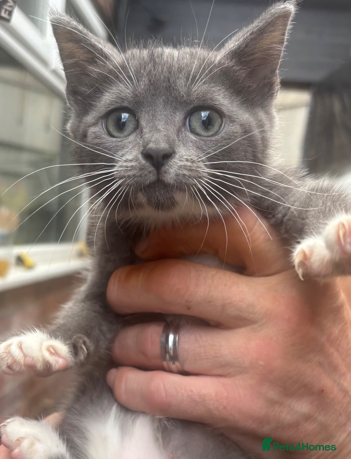Mixed Breed cats British Blue x Scottish Fold/ragdoll - Advert 3