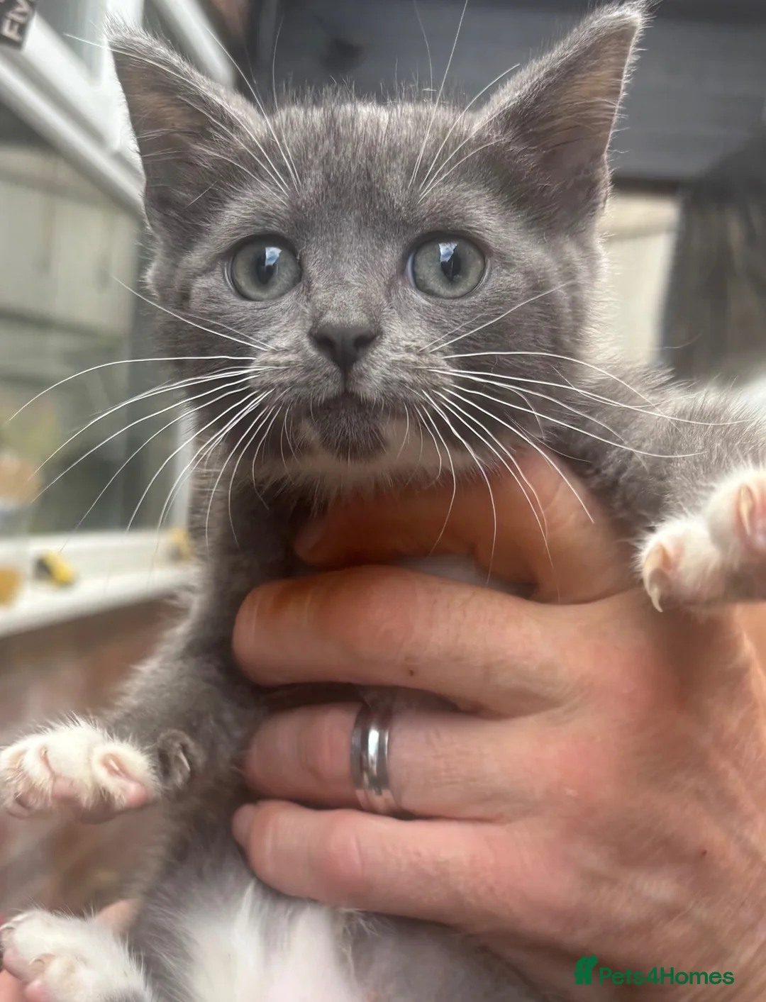 Mixed Breed cats for sale: British Blue x Scottish Fold/ragdoll - Advert 1