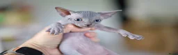 Sphynx cats for sale: Gorgeous silver Sphynx girl - Advert 4