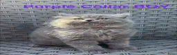 British Longhair cats for sale: GCCF Blue British Long Hair Kittens  - Advert 3