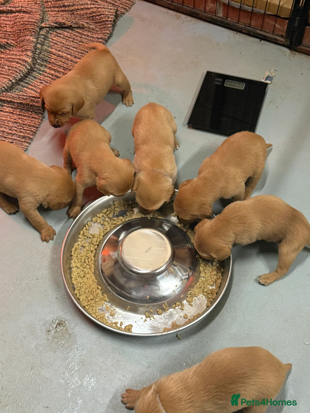 Labrador Retriever dogs for sale: FULLY HEALTH TESTED FOX RED LABRADOR PUPPIES - Advert 6