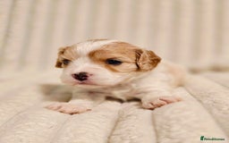 Cavapoo dogs for sale: Adorable Cavapoo Pups fully health tested parents - Image 34