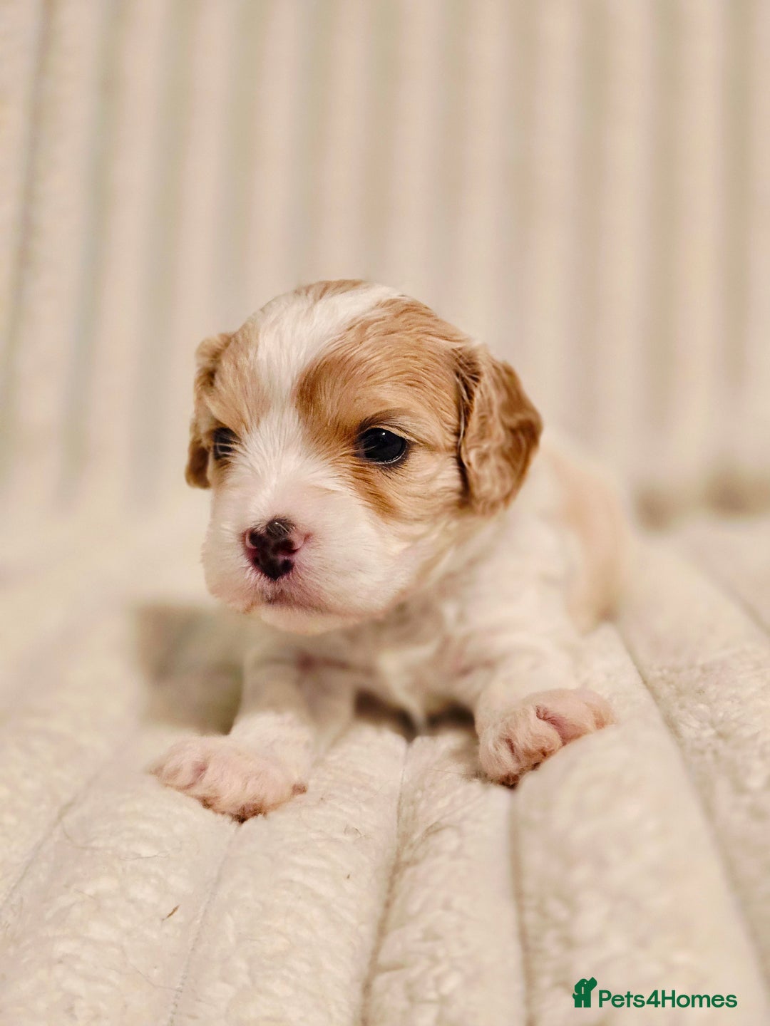 Cavapoo dogs for sale: Adorable Cavapoo Pups fully health tested parents - Image 34