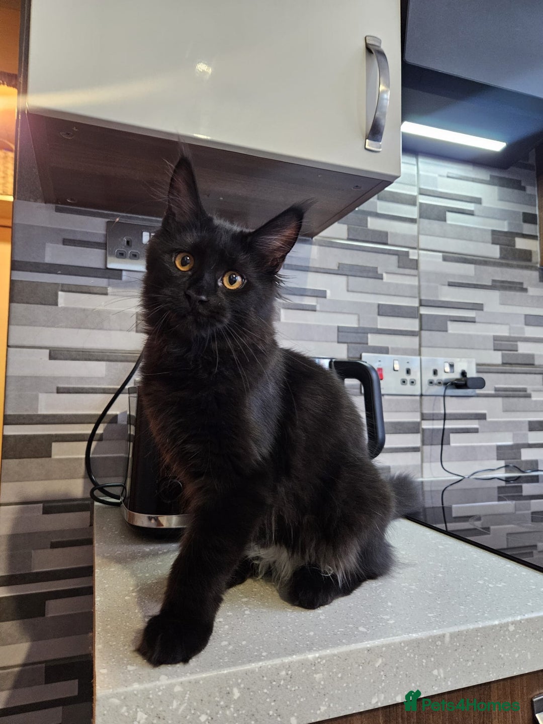 Maine Coon cats for sale: ✨7 Pure Bred Maine Coon Kittens✨ - Advert 5