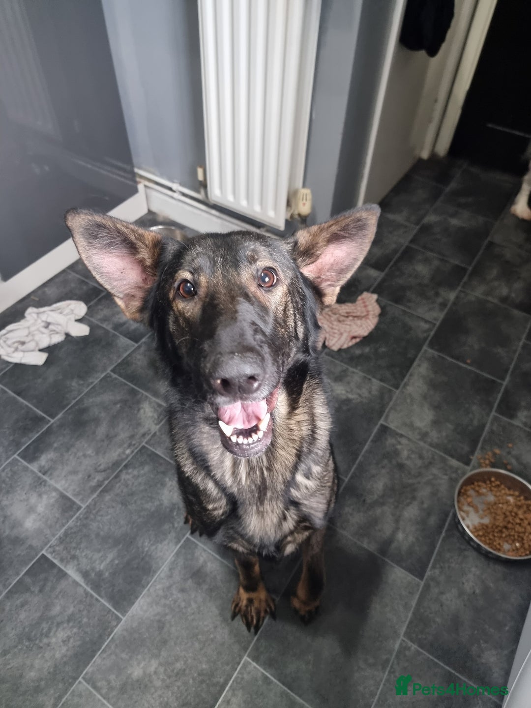 German Shepherd dogs for sale: Bitch German shepherd - Advert 1