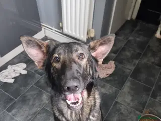 German Shepherd dogs Bitch German shepherd - Advert 7