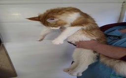 Maine Coon cats for sale: Dave JR - Image 2