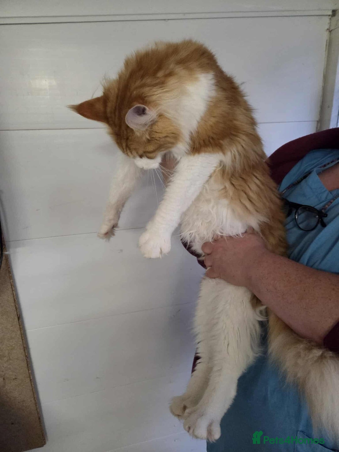Maine Coon cats for sale: Dave JR - Image 2