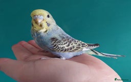 Budgerigars birds for sale: Hand reared silly tame baby budgies  - Image 1