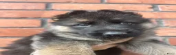 German Shepherd dogs for sale: READY NOW Working line Shepherd pups - Advert 28