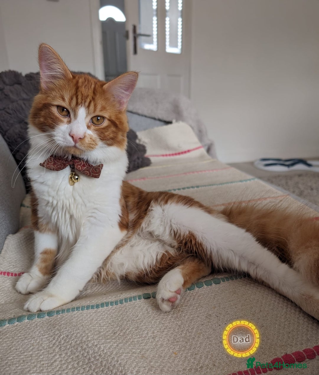 Mixed Breed cats for sale: Kittens  - Image 18