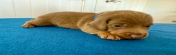 Miniature Dachshund dogs for sale: Miniature Dachshund  - Advert 13