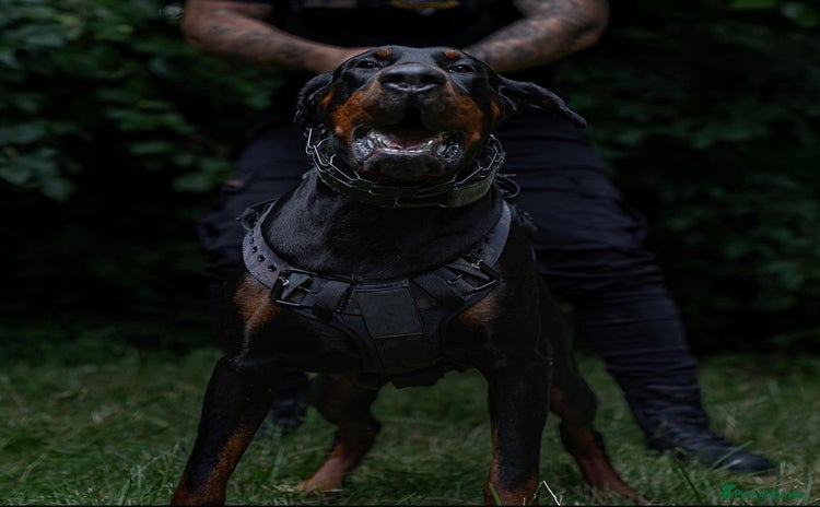 Dobermann dogs - Advert 1