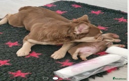French Bulldog dogs for sale: ATAW newshade ROJO FULL FLUFFY - Image 2