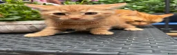 Mixed Breed cats for sale: Ginger kittens in Newtown - Advert 3