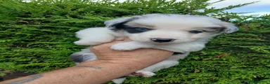 Border Collie 1