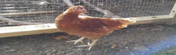 Chickens poultry for sale: Point of Lay Chickens for sale in Longfield - Advert 2