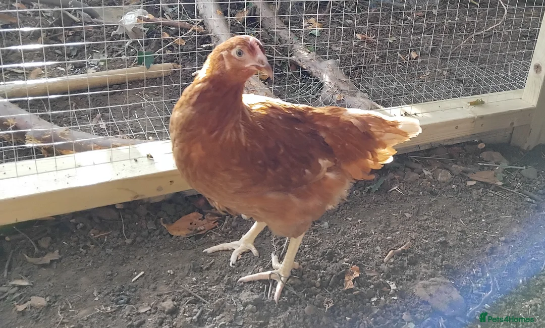 Chickens poultry for sale: Point of Lay Chickens for sale in Longfield - Advert 2