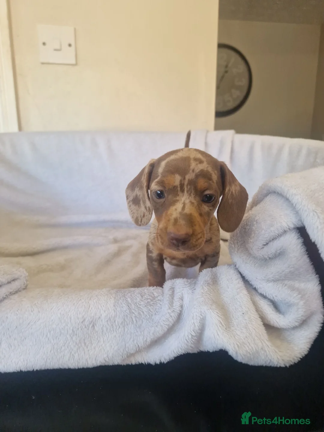 Miniature Dachshund dogs for sale: Beautiful miniature daschunds  - Advert 40