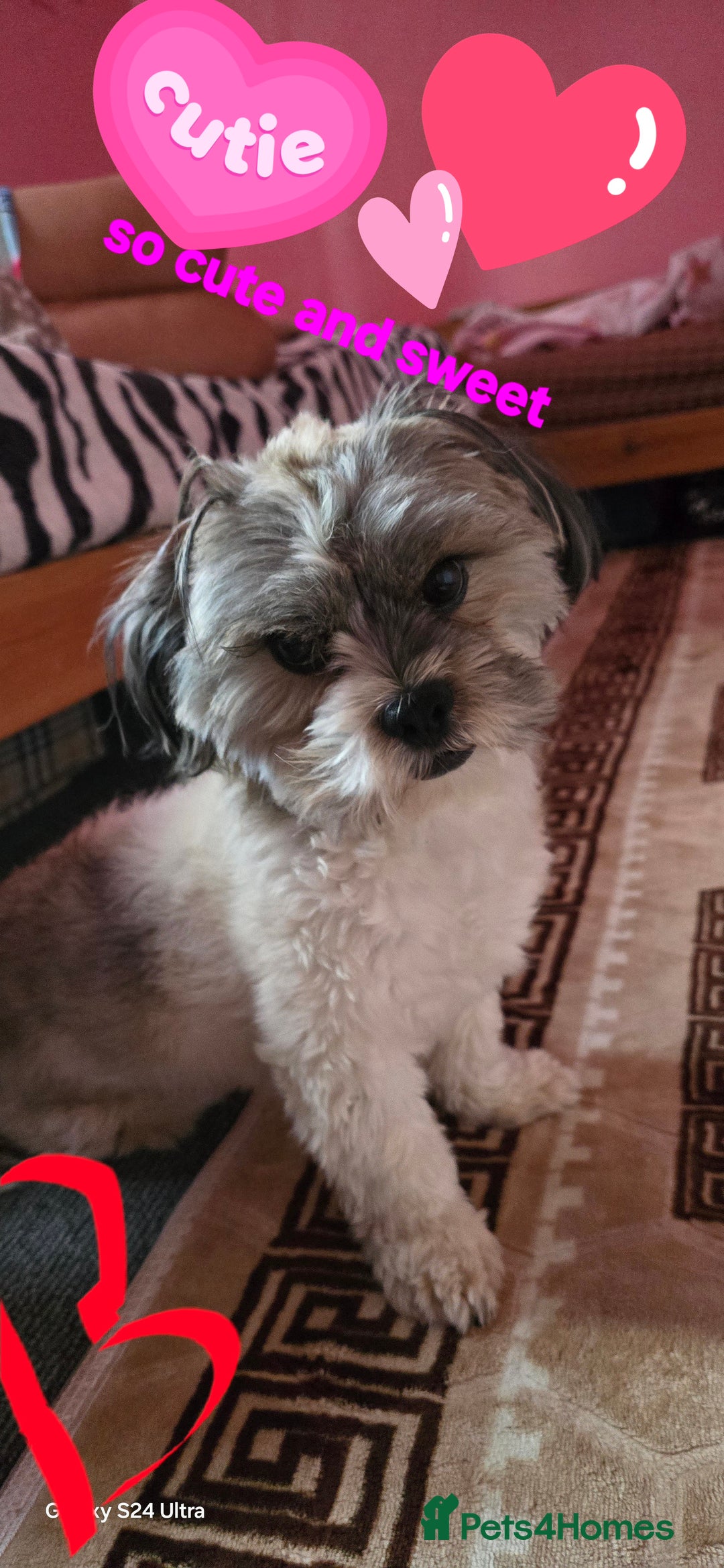 Shih Tzu dogs for sale: Doggy  - Image 8