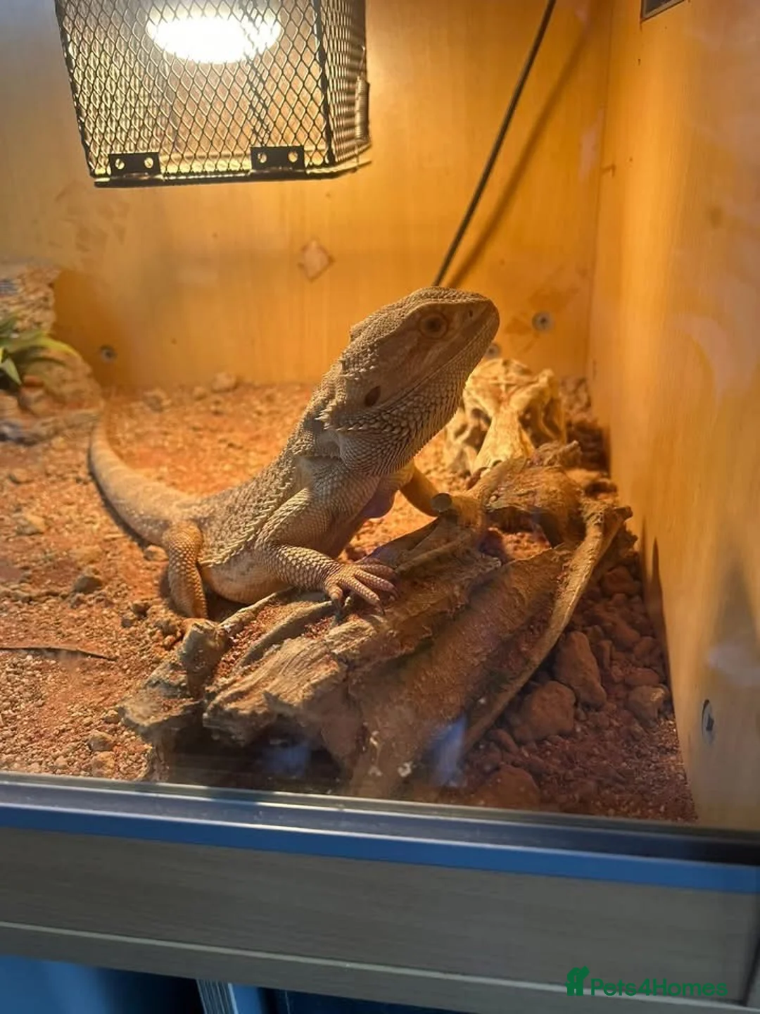 Bearded Dragon reptiles for sale: 2 year old Bearded Dragon for sale in Cannock - Advert 1