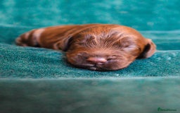 Cockapoo dogs for sale: Beautiful F1 Cockapoos - Image 9