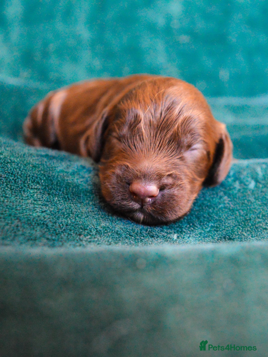 Cockapoo dogs for sale: Beautiful F1 Cockapoos - Image 9