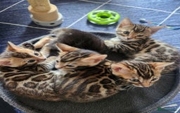 Bengal cats for sale: ✨Pure Bengal Kittens – Champion Bloodline ✨ - Image 1